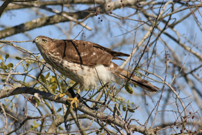 Immature Cooper's Hawk ready to pursue a pigeon