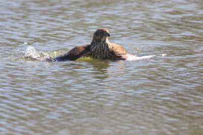 Female Cooper's hawk landed in a pond with a pigeon