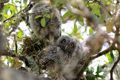 Eastern Screech Owls fledglings