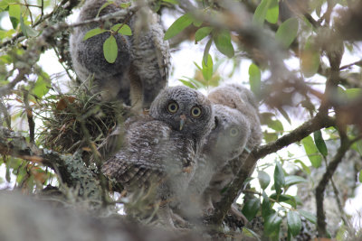 Eastern Screech Owl Fledglings