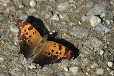 Polygone virgule - Eastern Comma - Polygona comma - Nymphalids -  (4421) 