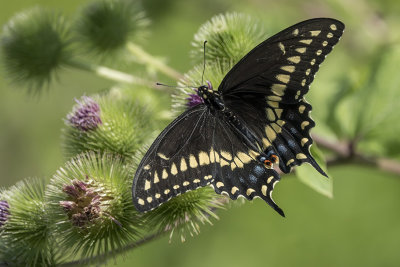 Papillon du cleri - Black swallowtail - Papilio polyxenes asterius - Papilionids (4159 a) 