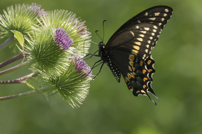 Papillon du cleri - Black swallowtail - Papilio polyxenes asterius - Papilionids (4159 a) 