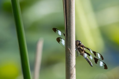 La Gracieuse - Twelve-spotted skimmer - Libellula pulchella 