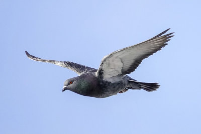 Pigeon biset - Rock dove - Columba livia - Columbids