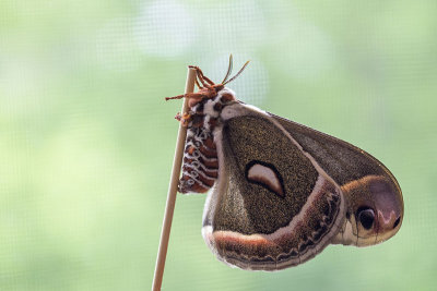 Saturnie ccropia - Cecropia Moth - Hyalophora cecropia - Saturnids (7767)