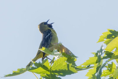 Oriole des vergers - Orchard Oriole -  Icterus spurius - Ictrids 