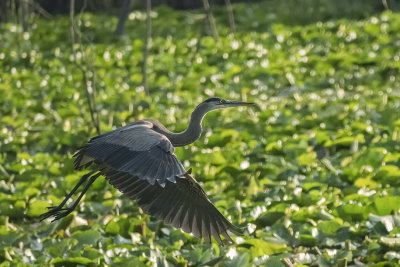 Grand Hron - Great blue heron - Ardea herodias - Ardids