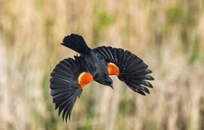 Carouge  paulettes - Red-winged blackbird - Agelaius phoeniceus - Ictrids