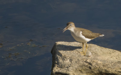 Chevalier grivel - Spotted Sandpiper - Actitis macularia - Scolopacids