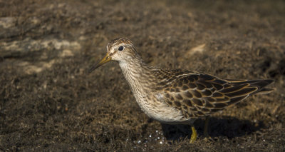 Bcasseau  poitrine cendre - Pectoral Sandpiper - Calidris melanotos - Scolopacids