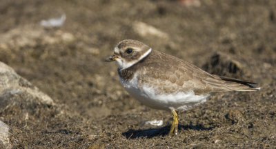 Pluvier semipalm - Semipalmated Plover - Charadrius semipalmatus - Charadriids