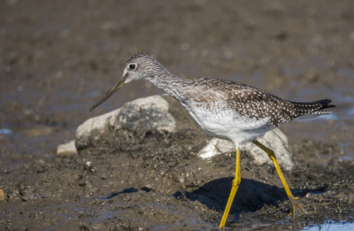 Grand Chevalier - Greater Yellowlegs - Tringa melanoleuca - Scolopacids