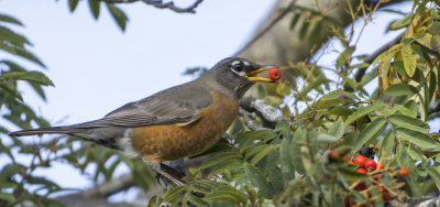 Merle d'Amrique - American Robin - Turdus migratorius - Turdids