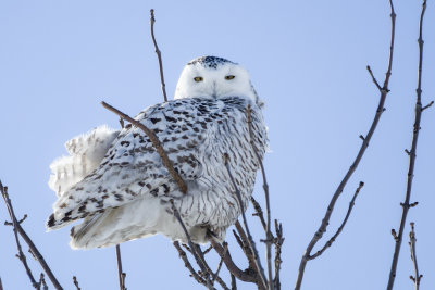 Harfang des neiges - Snowy Owl - Bubo scandiacus - Strigids
