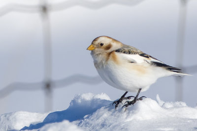  Plectrophane des neiges - Snow Bunting - Plectrophenax nivalis - Calcariids