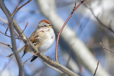 Bruant hudsonien- American Tree Sparrow - Spizella arborea - Embrizids