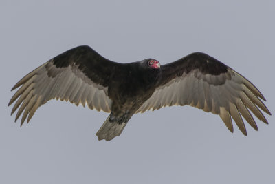 Urubu  tte rouge - Turkey Vulture - Cathartes aura - Cathartids