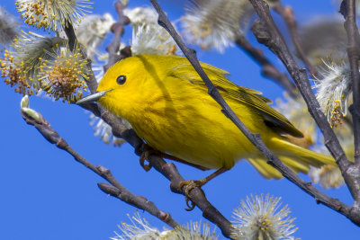 Paruline jaune - American yellow warbler - Setophaga petechia - Parulids