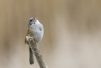 Bruant des marais - Swamp sparrow - Melospiza georgiana - Embrizids