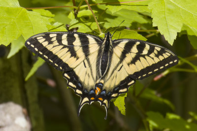 Papillon tigr du Canada - Canadian tiger swallowtail - Papilio canadensis - Papilionids (4176.1)