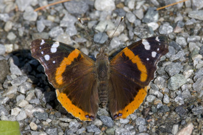 Vulcain - Red Admiral - Vanessa atalanta rubria - Nymphalids -  (4437 a)