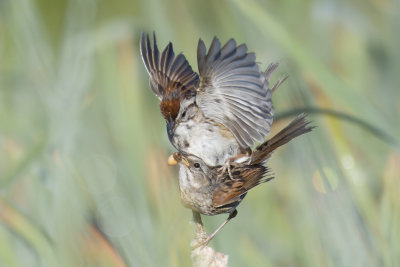 Bruant des marais - Swamp sparrow - Melospiza georgiana - Embrizids