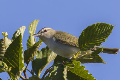 Viro aux yeux rouges - Red-eyed Vireo - Vireo olivaceux - Vironids