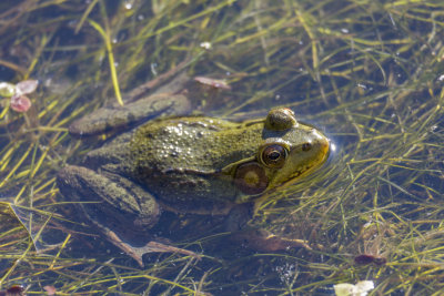 Les Amphibiens du Québec