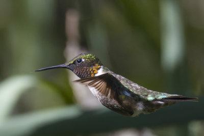 Colibri  gorge rubis - Ruby-throated hummingbird - Archilochus colubris - Trochilids