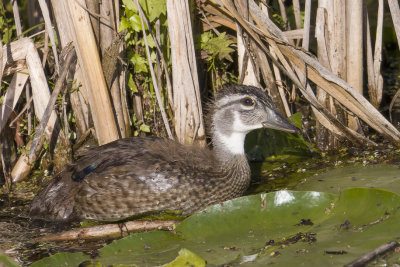 Canard branchu - Wood duck - Aix sponsa - Anatids