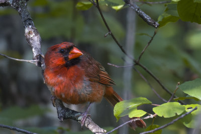 Cardinal rouge - Northern cardinal - Cardinalis cardinalis - Cardinalids