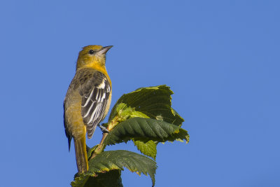 Oriole de Baltimore - Baltimore oriole - Icterus galbula - Ictrids