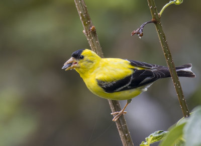 Chardonneret jaune - American Goldfinch - Spinus tristis - Fringillids