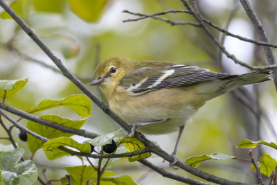 Paruline  poitrine baie - Bay-breasted Warbler - Setophaga - Parulids