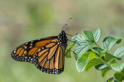 Monarque - Monarch - Danaus plexippus - Nymphalids - (4614)