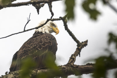 Pygargue  tte blanche - Bald eagle - Haliaeetus leucocephalus - Accipitrids