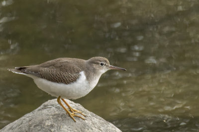 Chevalier grivel - Spotted Sandpiper - Actitis macularia - Scolopacids