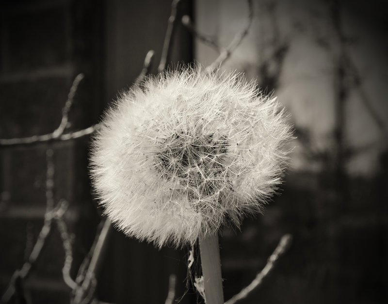 Dandelion gone to Seed