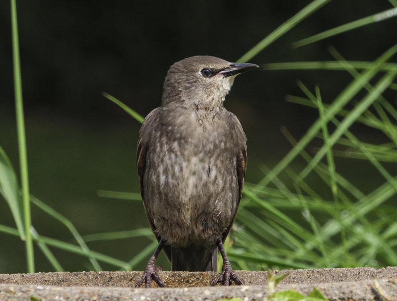 Young Starling