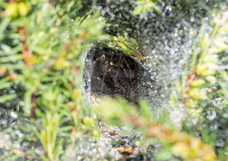 Spider in Nest