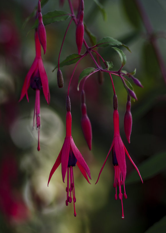 Fuchsia