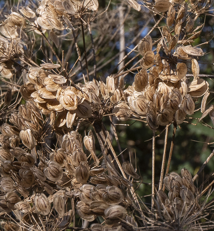 Cow Parsley Seed