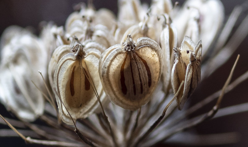 Cow Parsley Seed