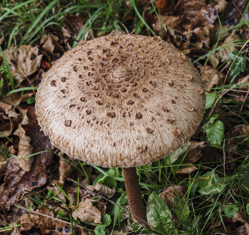 Large Fungus