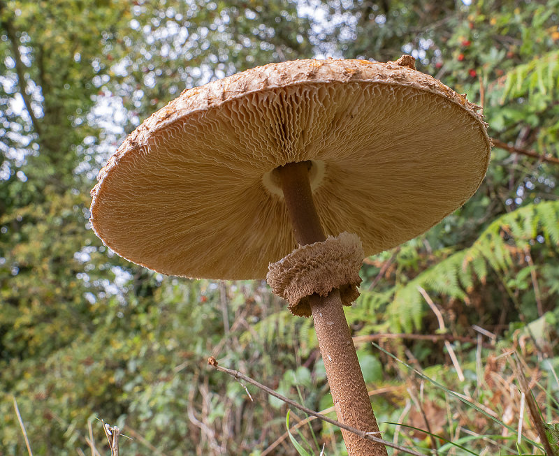 Large Fungus (12H x 8 W)