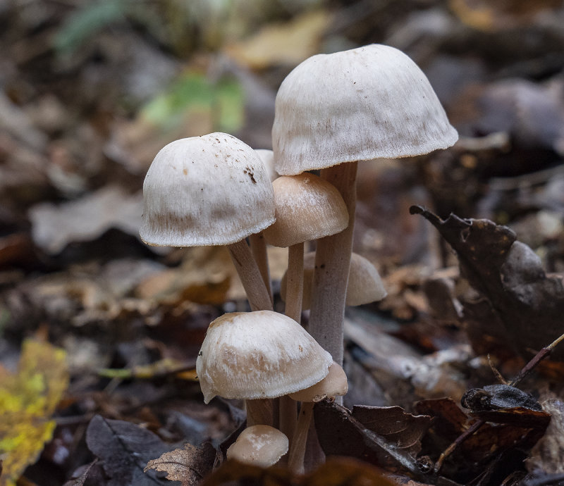 Fungus Family