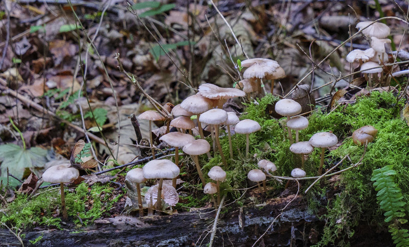 Multi Fungus