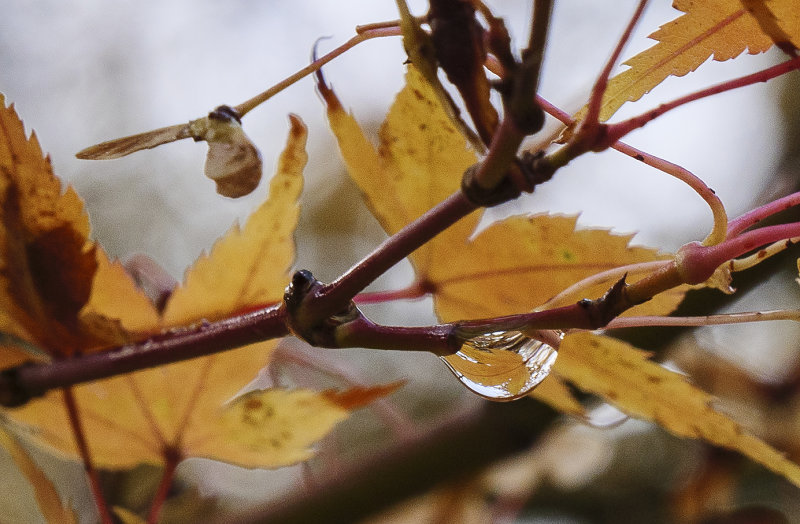 Reflection in a Rain Drop