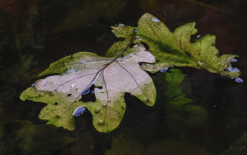 Rain on Leaf
